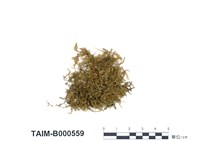 藏品(疣柄美喙苔)的圖片